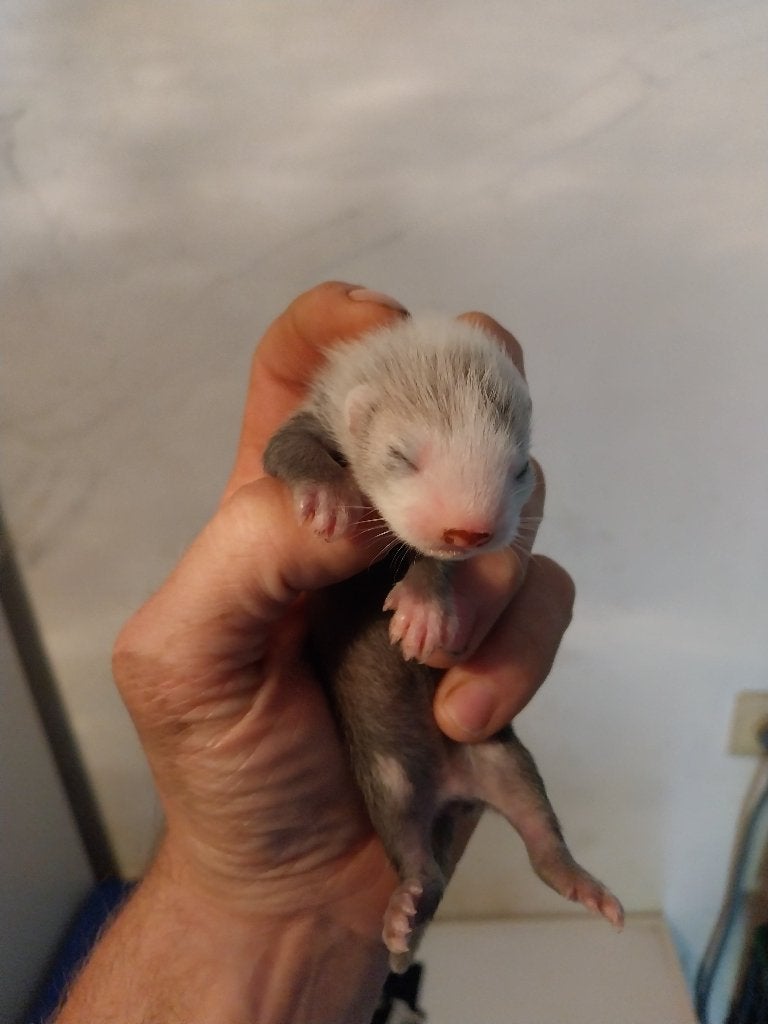 Frettenpups, Dieren en Toebehoren, Mei