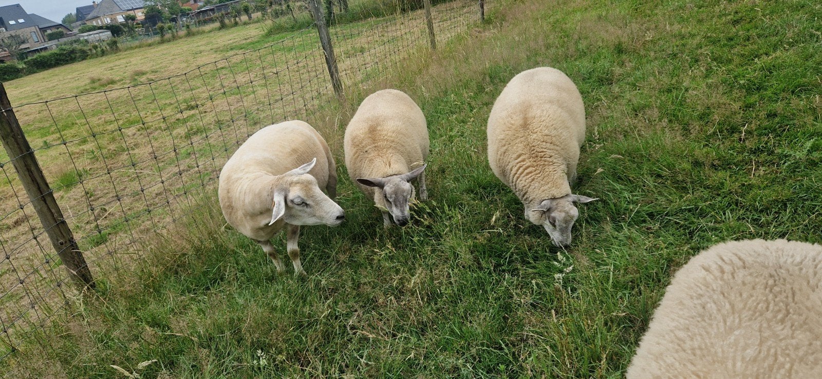Gekruiste bleu du maine ooilammeren., Dieren en Toebehoren