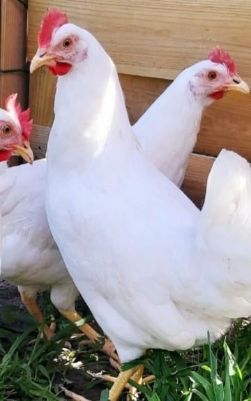 Broedeieren witte leghorn/Haan Kabir, Dieren en Toebehoren, Geslacht onbekend, Kip