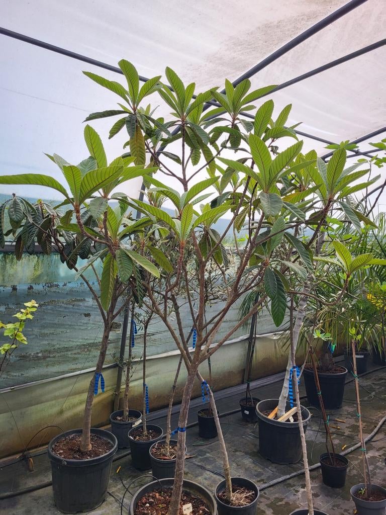 Eriobotrya japonica,  hoogte 1m60/1m80, Tuin en Terras, Ophalen