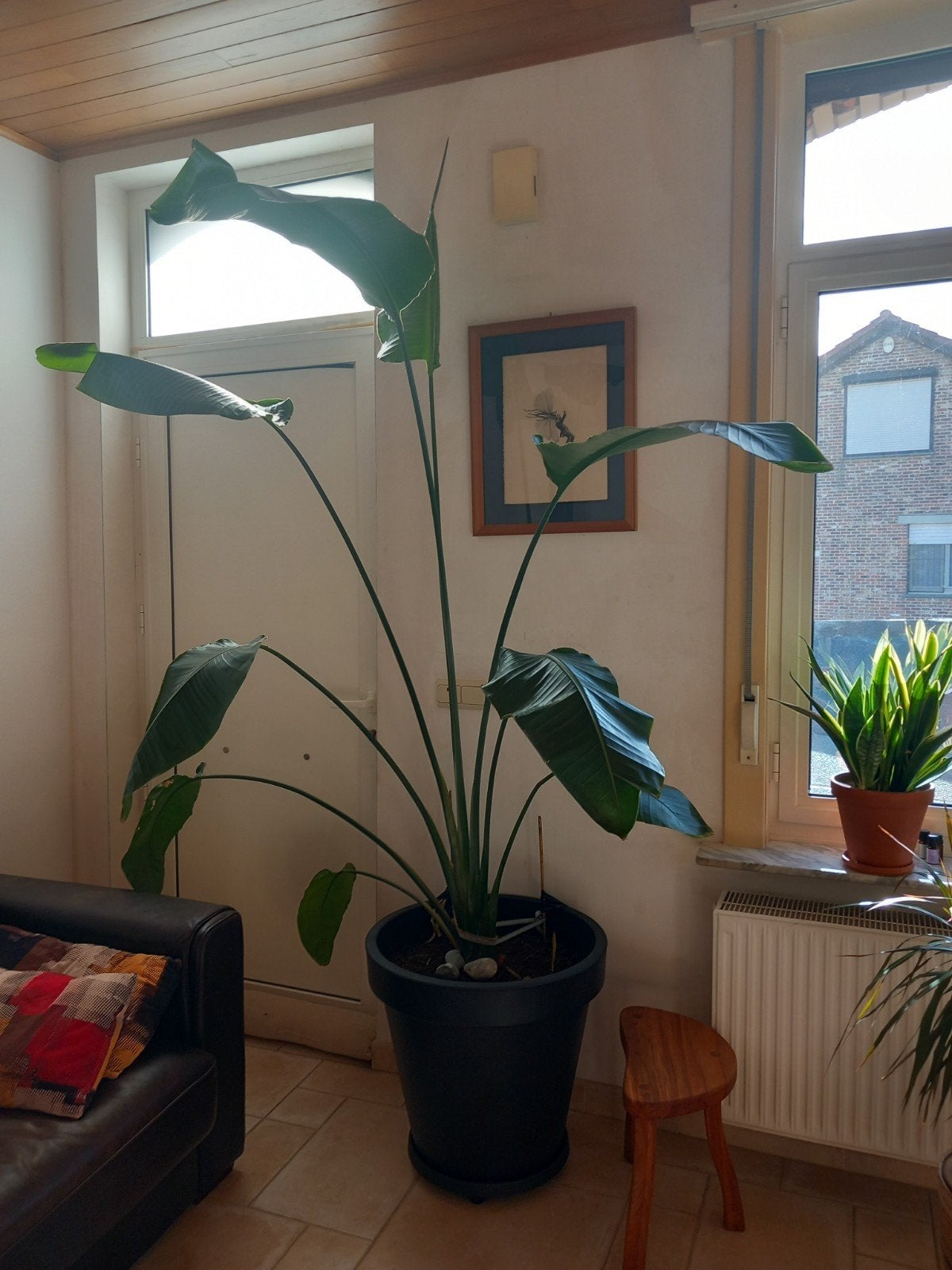 strelitzia, Enlèvement