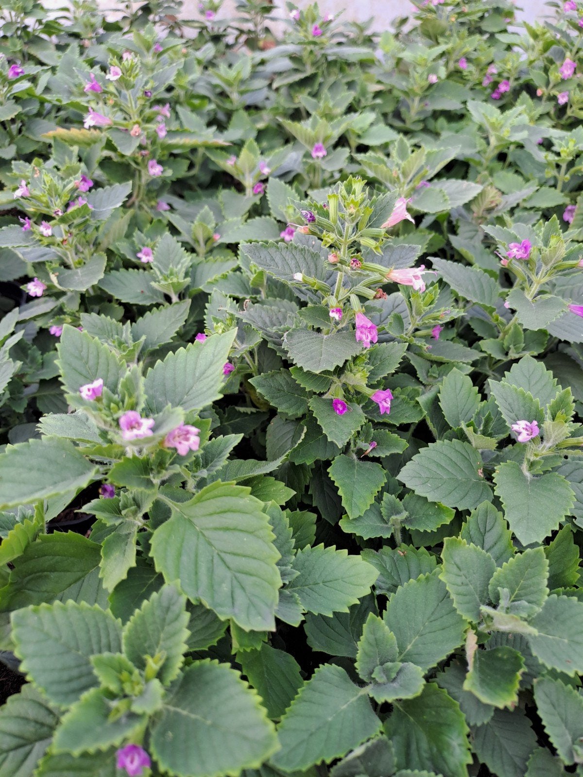 Calaminthe grandiflora, Tuin en Terras, Ophalen