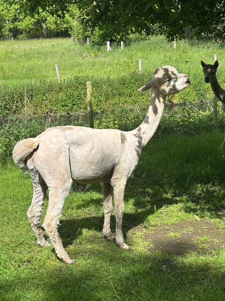 Alpaca merrie, Juni, Vrouwelijk