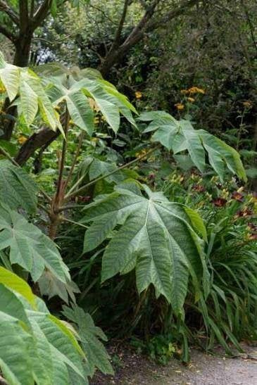 Tetrapanax papyrifer 'Rex', Tuin en Terras, Vaste plant, Halfschaduw, Herfst, Ophalen
