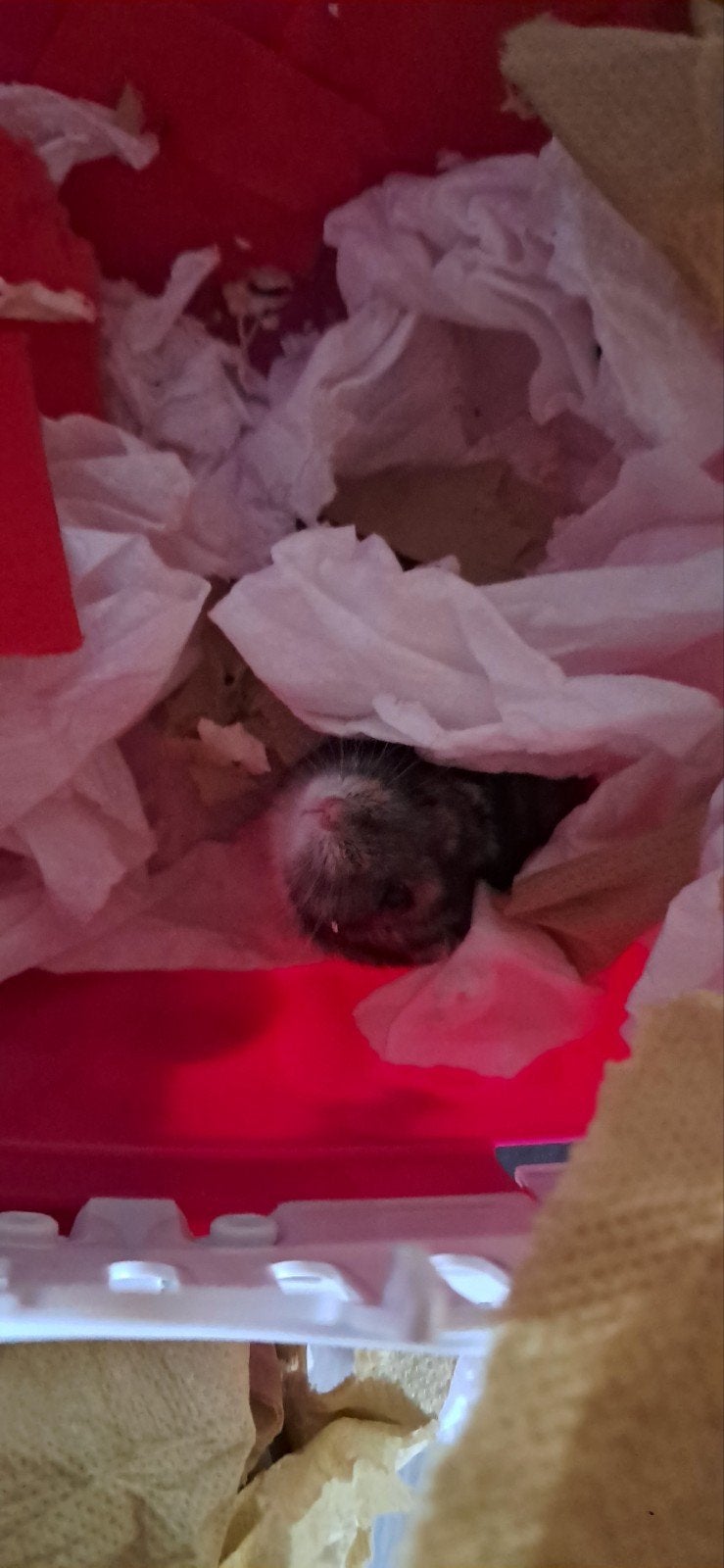 Hamster nain russe mâle libre, Animaux & Accessoires, Rongeurs, Hamster, Mâle, Domestique, Avril