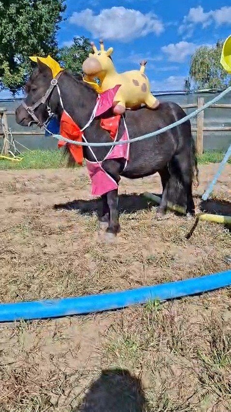 2 brave shetlander ruinen mogen ook apart verhuizen!, Dieren en Toebehoren, Ruin, Onbeleerd, Met stamboom, 0 tot 2 jaar
