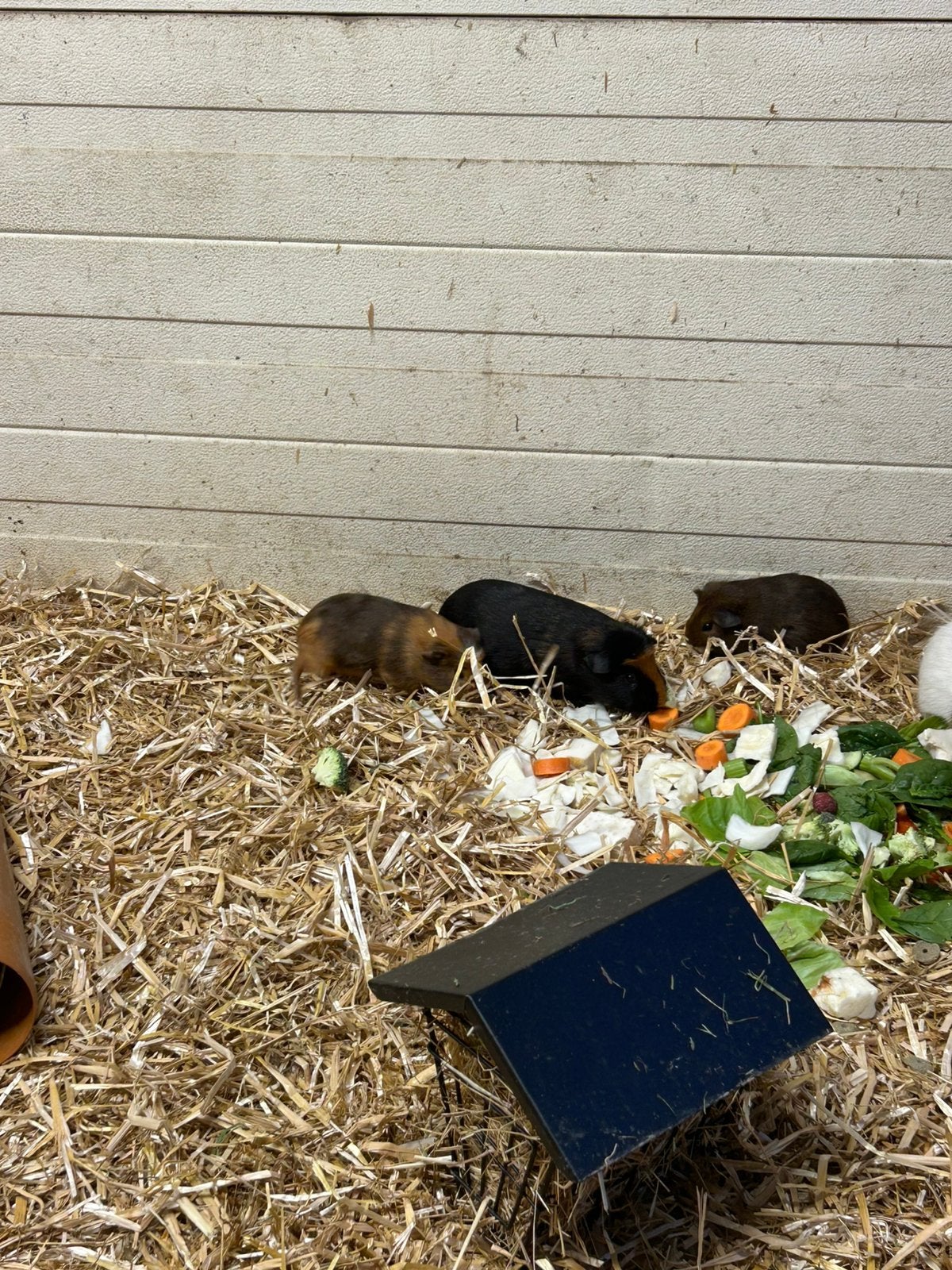 Cavia’s, Enlèvement, Comme neuf