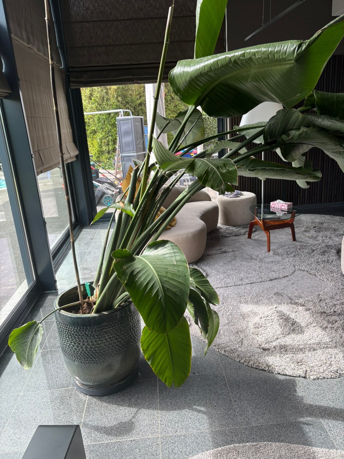 Bananenplant, Ophalen of Verzenden