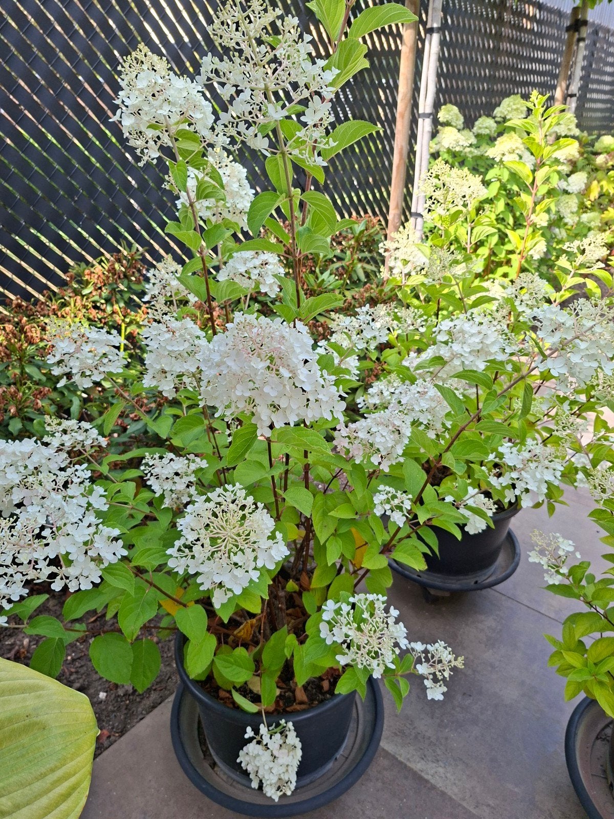 porte-pots pour hortensias 3 pièces, Enlèvement, Arbuste, 100 à 250 cm
