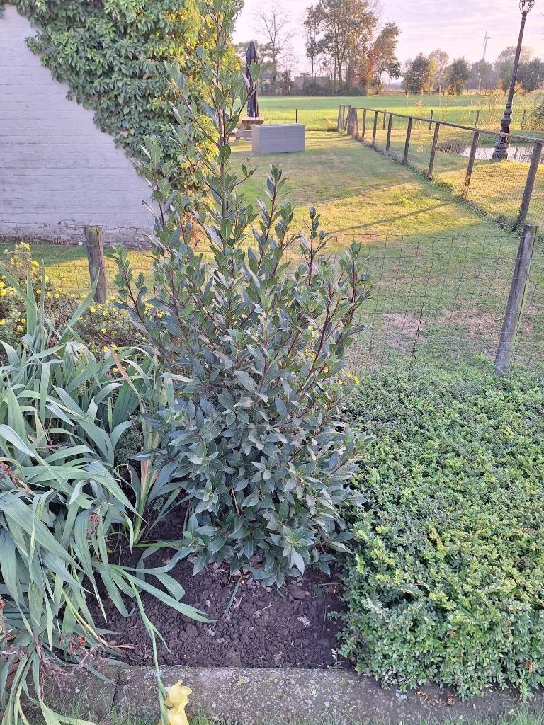 Laurier, Ophalen, Vaste plant, Overige soorten