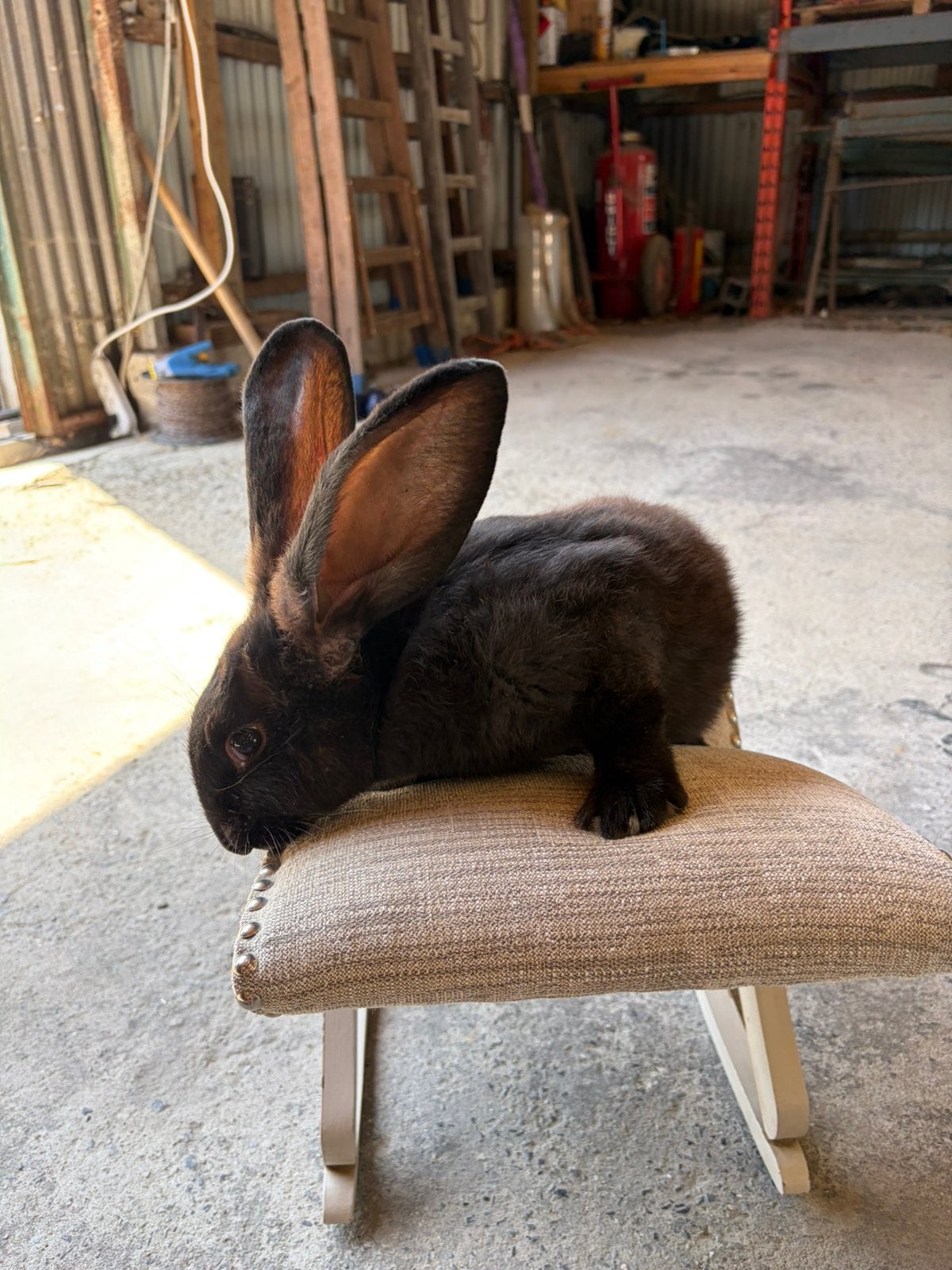 Vlaamse reus man, Mâle, Grand, 0 à 2 ans