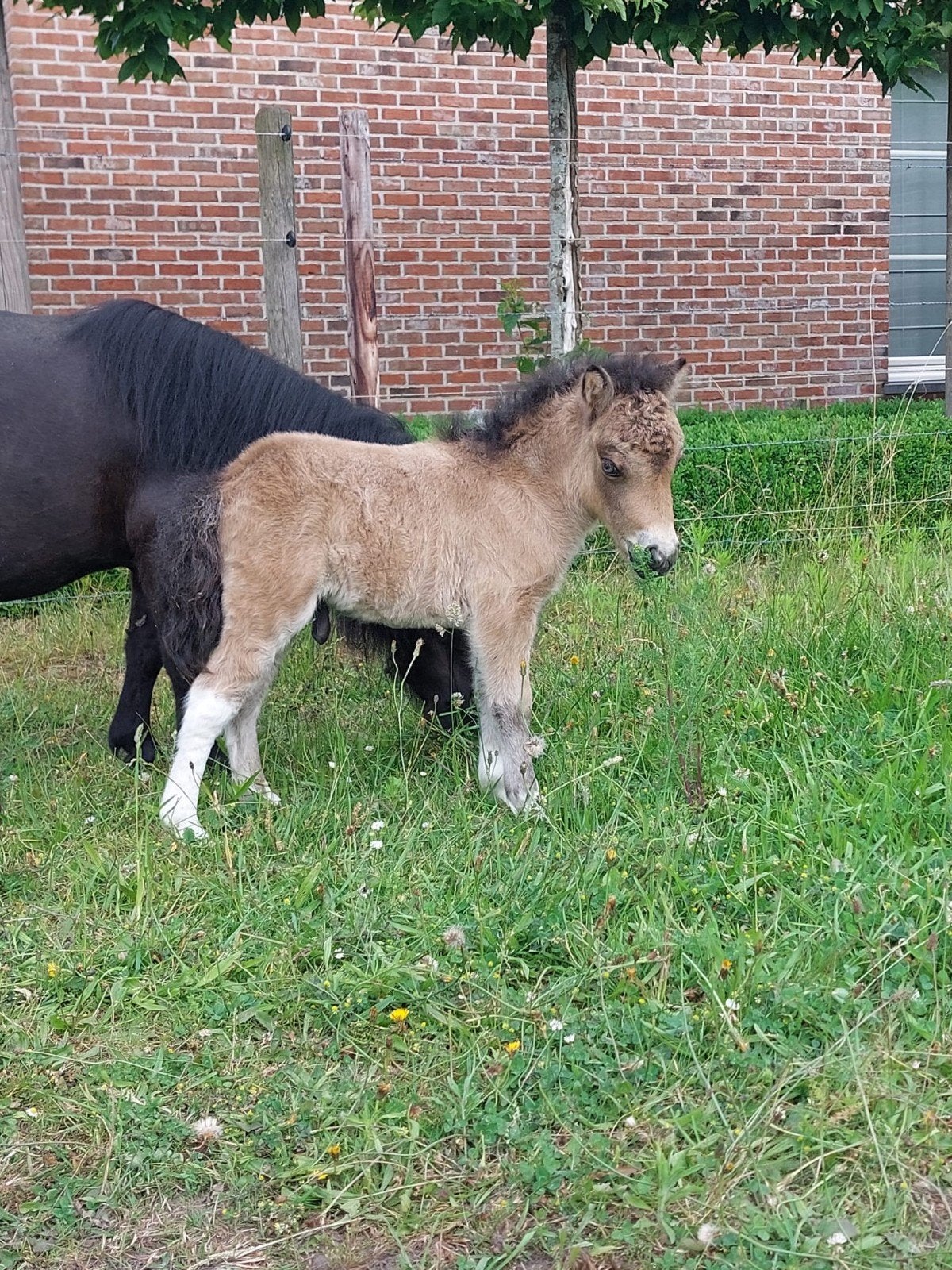 Shetlander, Dieren en Toebehoren