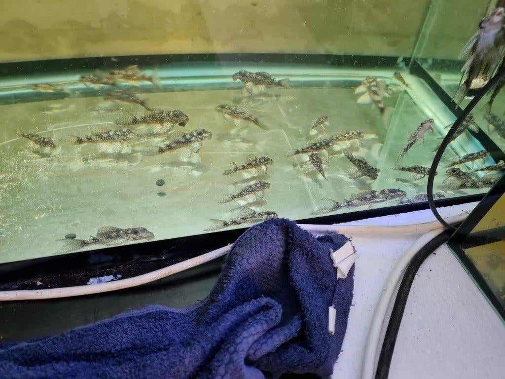 L136 promo tot 15/5, Dieren en Toebehoren, Vissen | Aquariumvissen