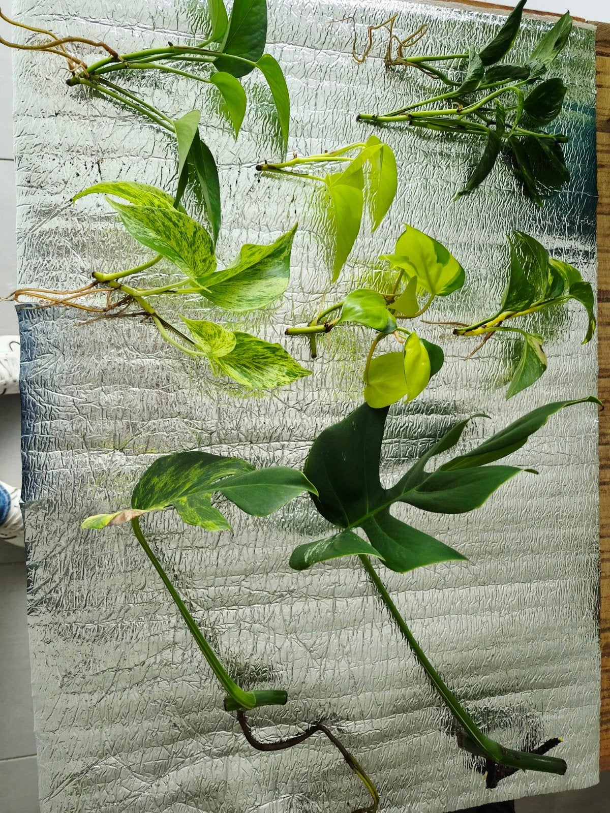 Set van stekken, Ophalen, Overige soorten, Halfschaduw, Minder dan 100 cm