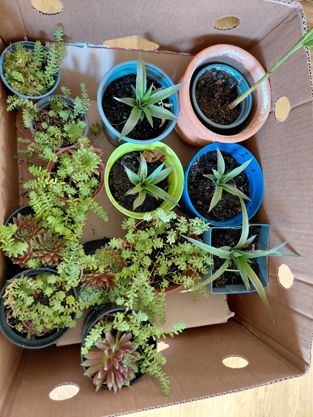 Plantules, Enlèvement