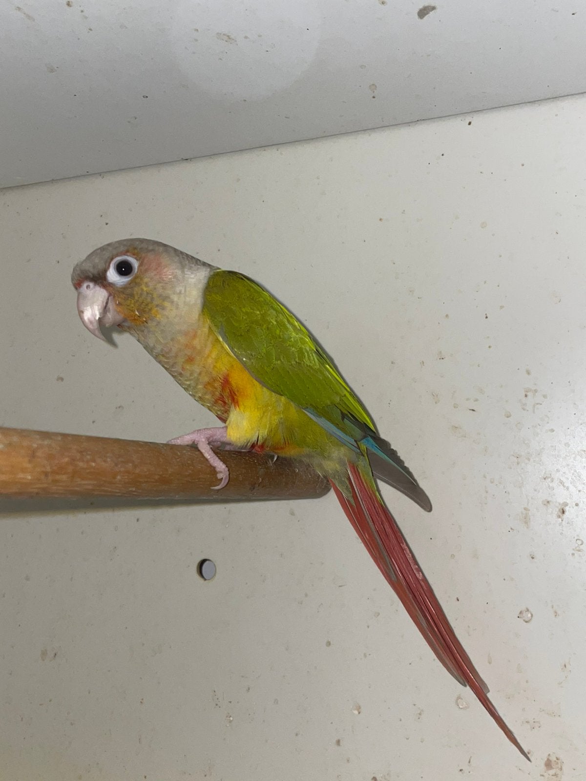 Jonge Pyrrhura, Animaux & Accessoires, Oiseaux | Perruches & Perroquets, Plusieurs animaux, Perruche, Domestique