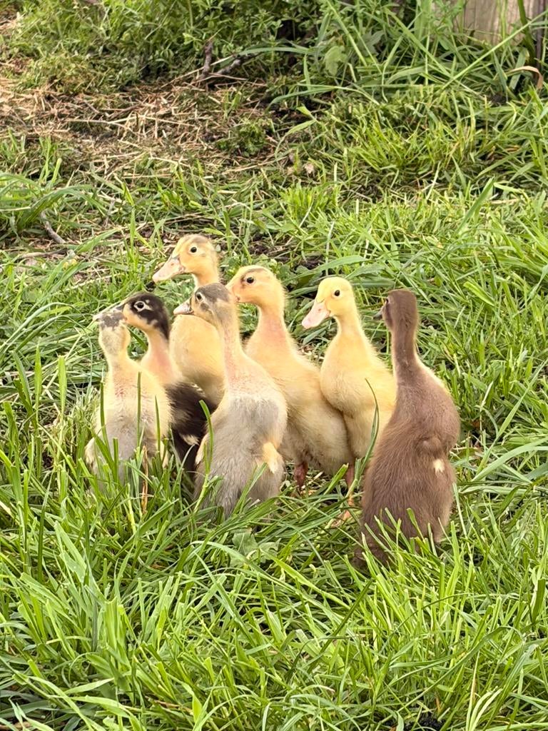 Coureurs, Animaux & Accessoires, Sexe inconnu, Canard