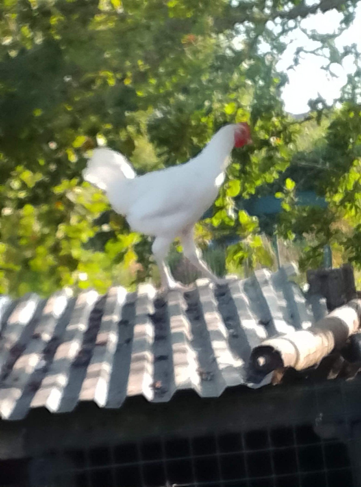 coqs et poulets à vendre, Plusieurs animaux, Poule ou poulet