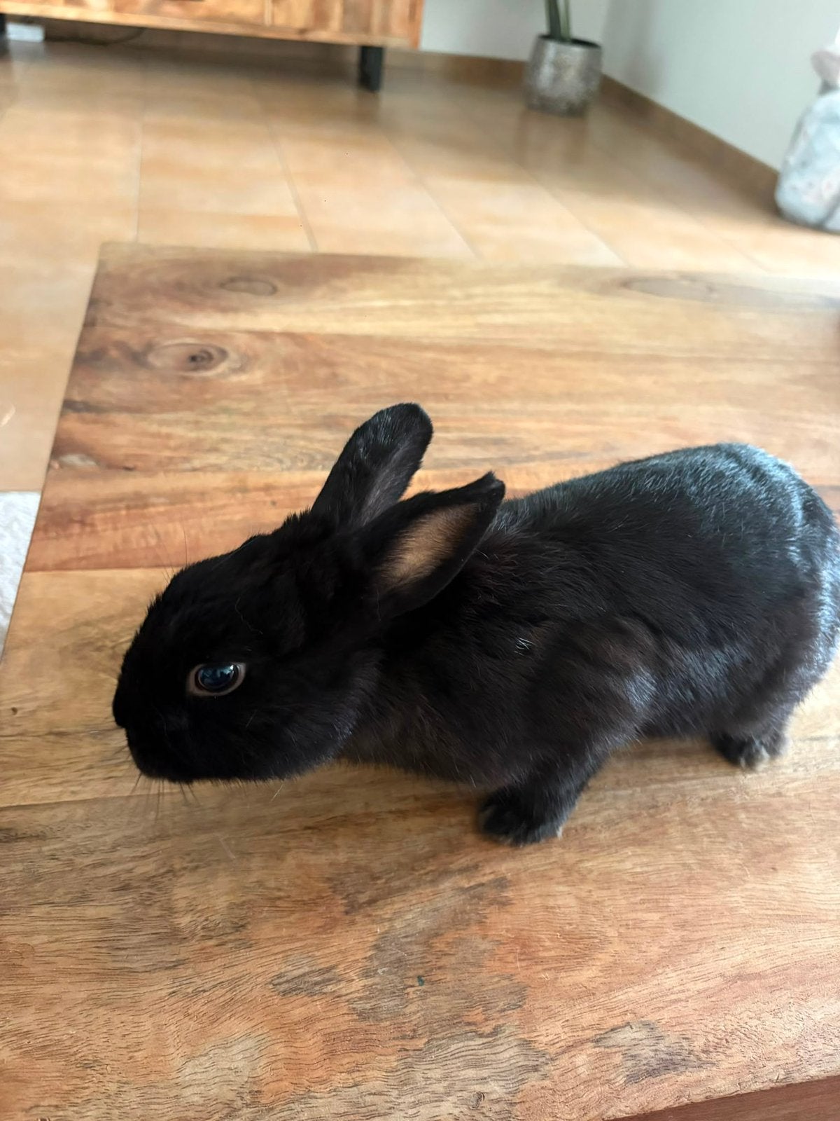 Zwarte Dwergkonijn, Dieren en Toebehoren, Mannelijk, Dwerg, 0 tot 2 jaar
