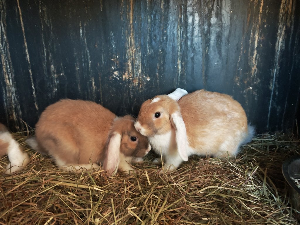 5witoren, Dieren en Toebehoren