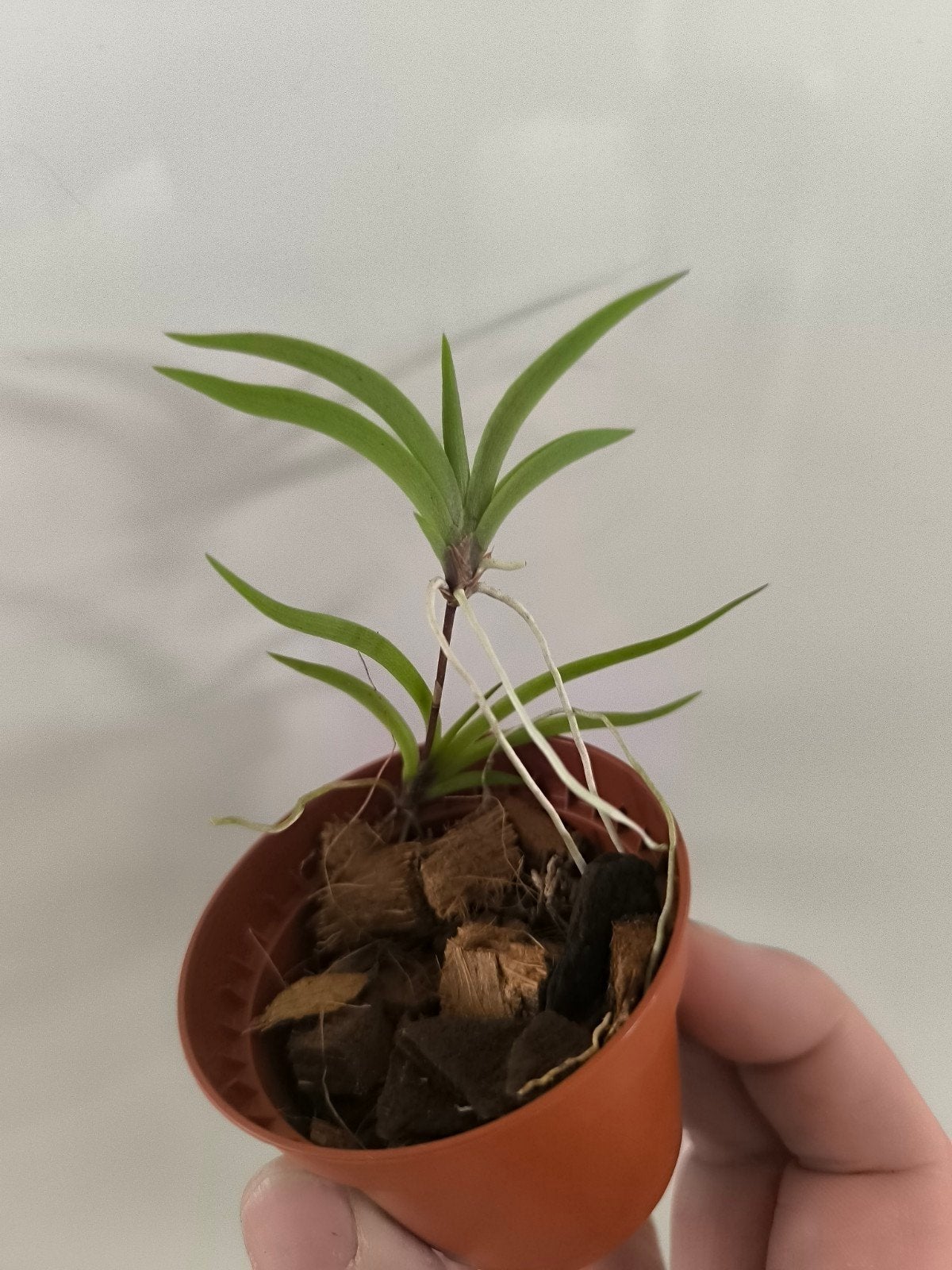 Tolumnia scandens dwerg orchidee, Ophalen of Verzenden