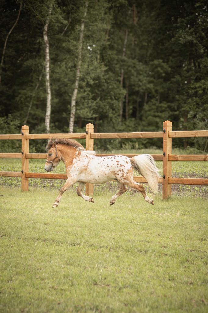 Mini Appaloosa ter dekking, Dieren en Toebehoren, Hengst