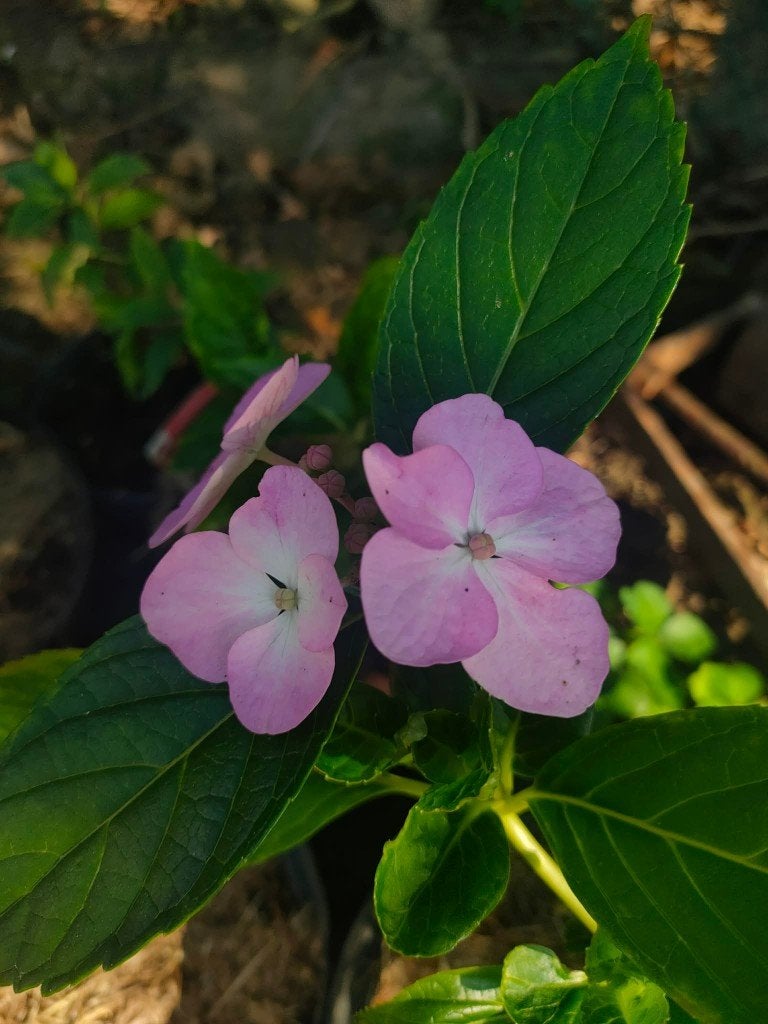 Hydrangea serrata, Tuin en Terras, Ophalen, Hortensia, Struik, Minder dan 100 cm