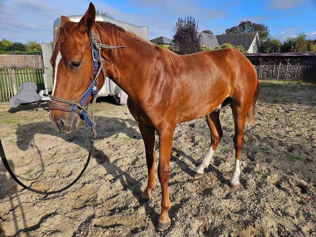 Jaarling ruin, 160 à 165 cm, 0 à 2 ans, Hongre, Avec pedigree