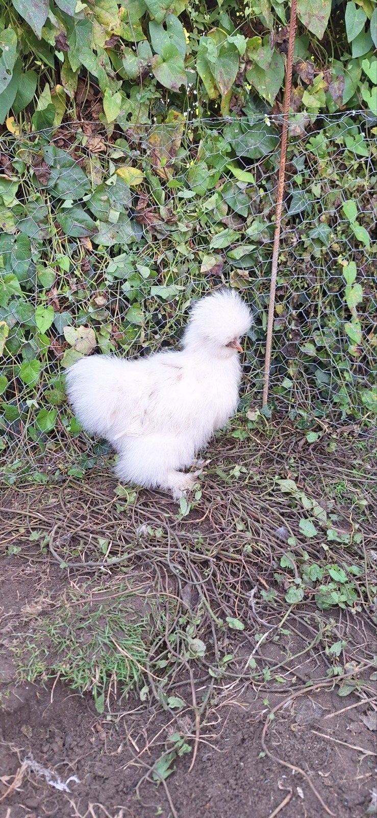 USA zijdehoender hennetje, Animaux & Accessoires, Volatiles, Femelle, Poule ou poulet