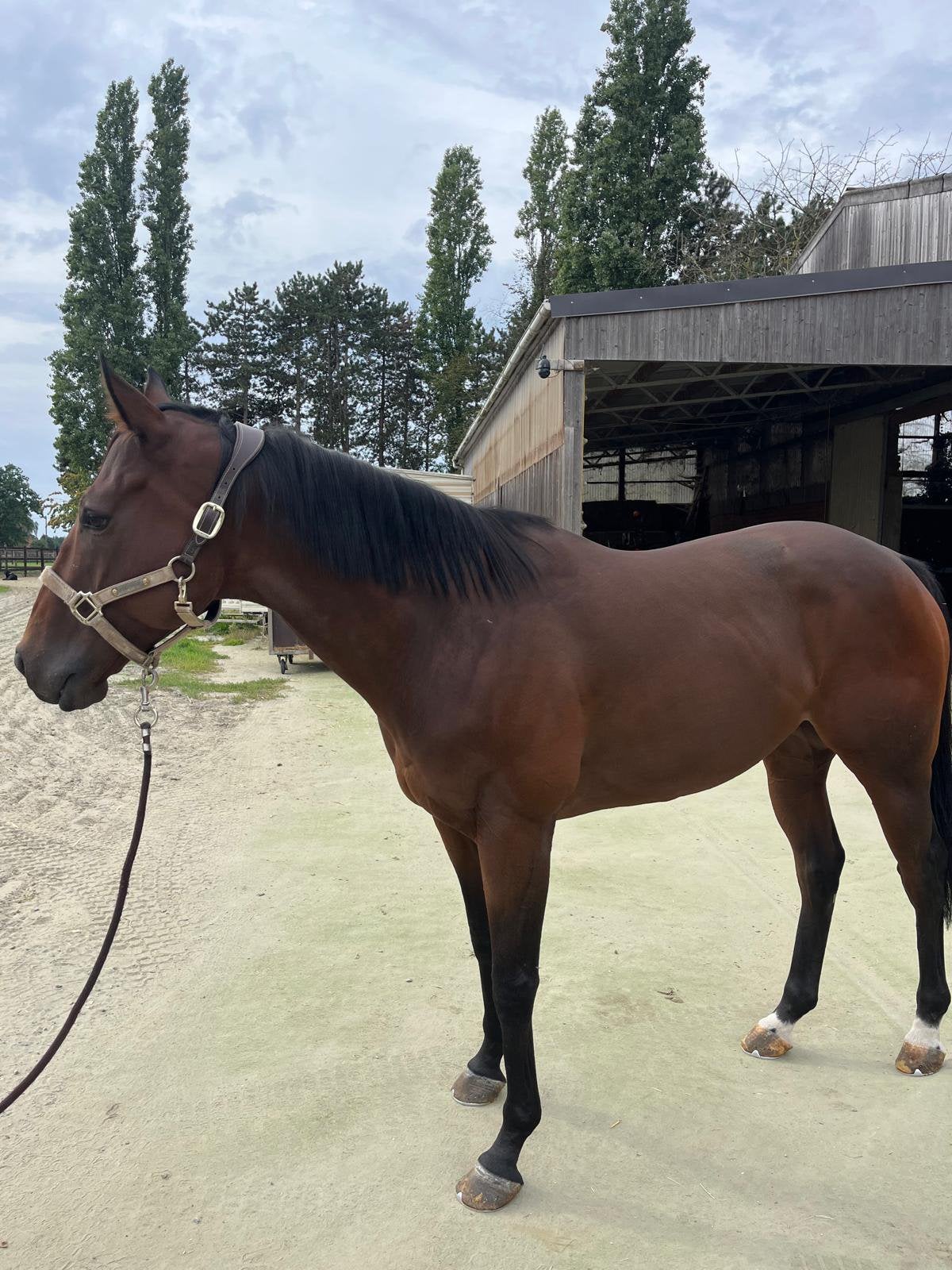 Ruin te koop!, Dieren en Toebehoren, Ruin, Zadelmak, 160 tot 165 cm, 3 tot 6 jaar