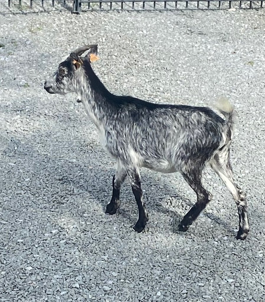 Geiten, Dieren en Toebehoren, Schapen, Geiten en Varkens, Vrouwelijk, Geit