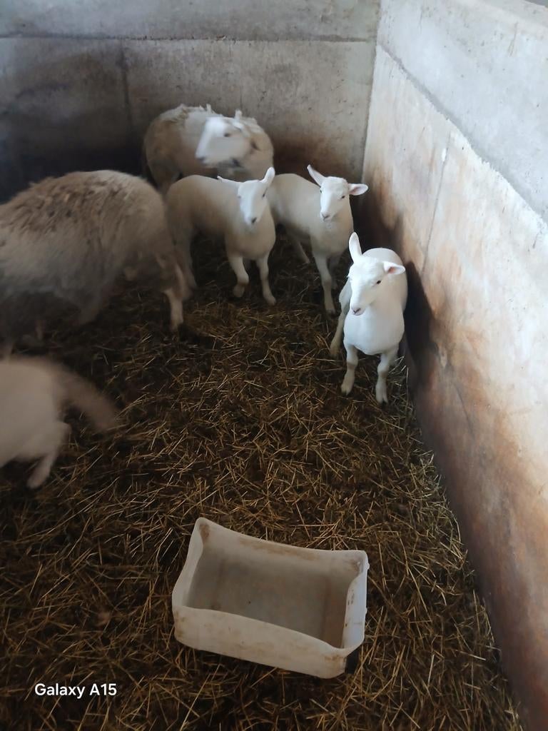 Jonge ram, Dieren en Toebehoren