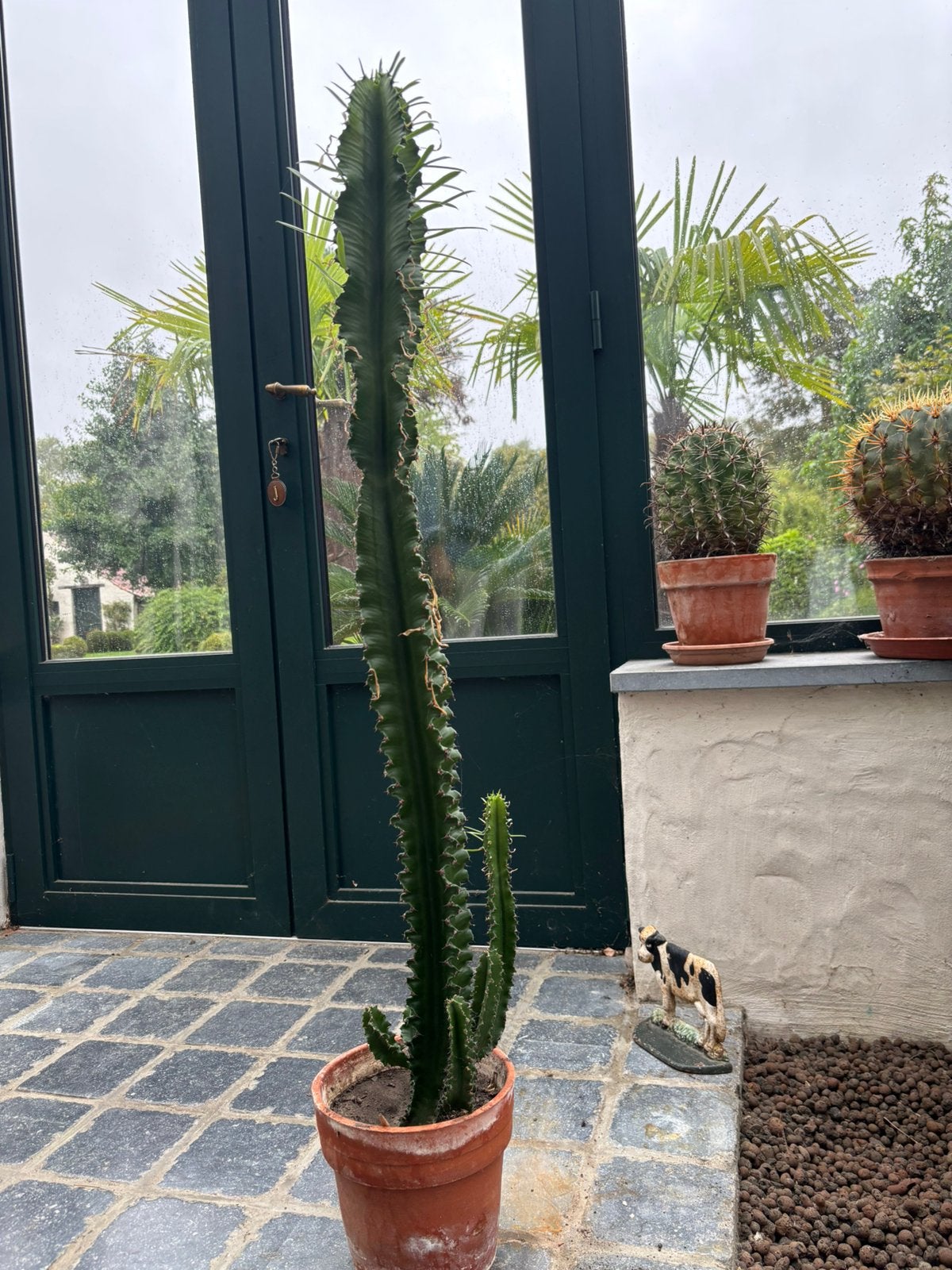Euphorbia, Tuin en Terras, Ophalen