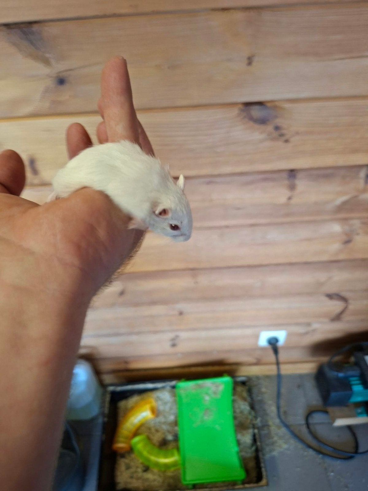 gerbil, Août, Domestique, Autres types, Femelle
