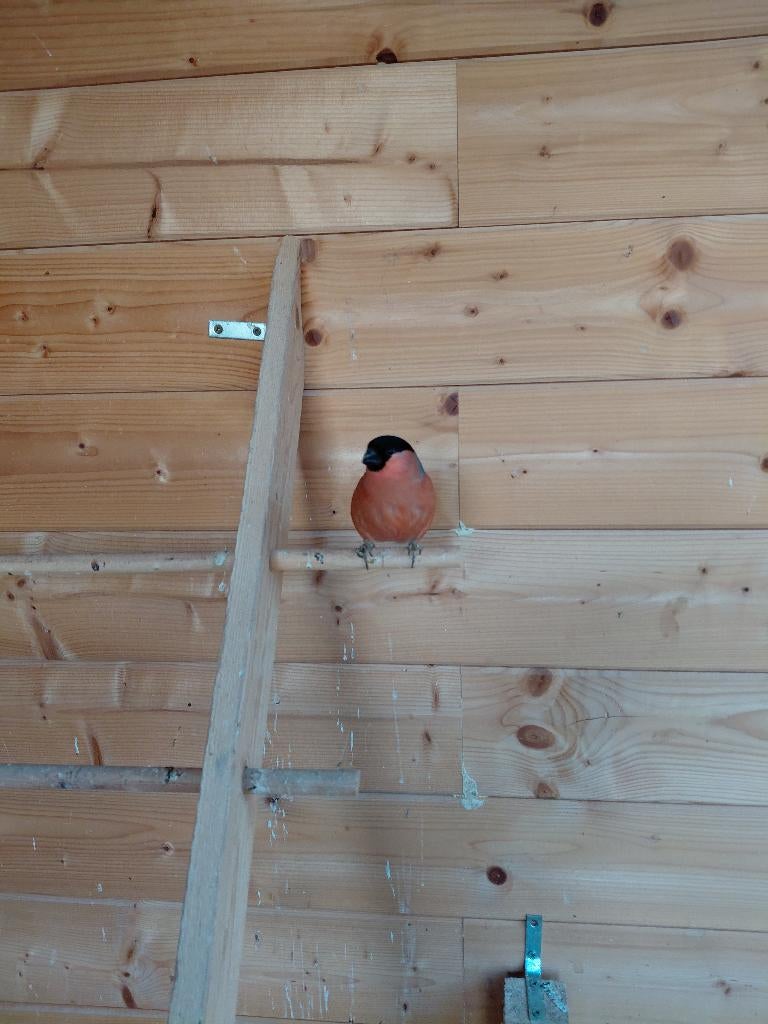 goudvink man, Ophalen