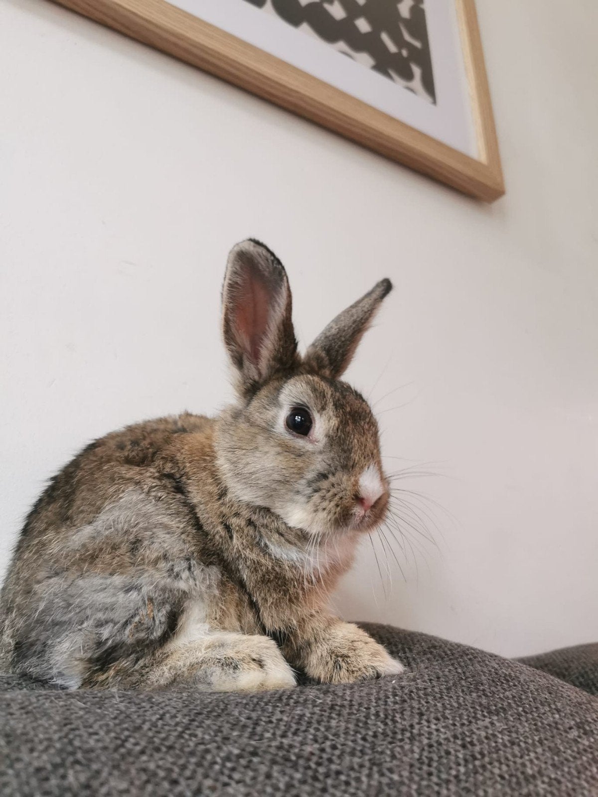 Lief mannelijk konijntje, Dieren en Toebehoren, Konijnen, Mannelijk, Dwerg, 0 tot 2 jaar