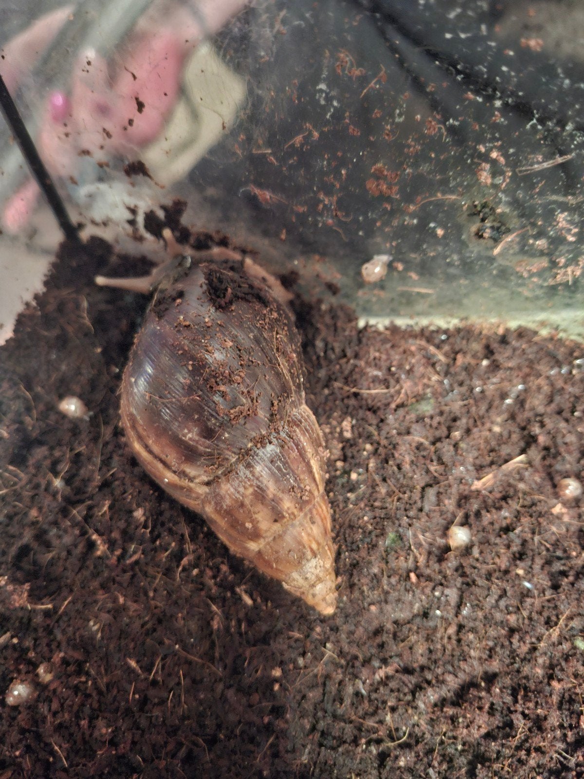 Achatina Agaat slakken, Dieren en Toebehoren, Overige soorten, 0 tot 2 jaar