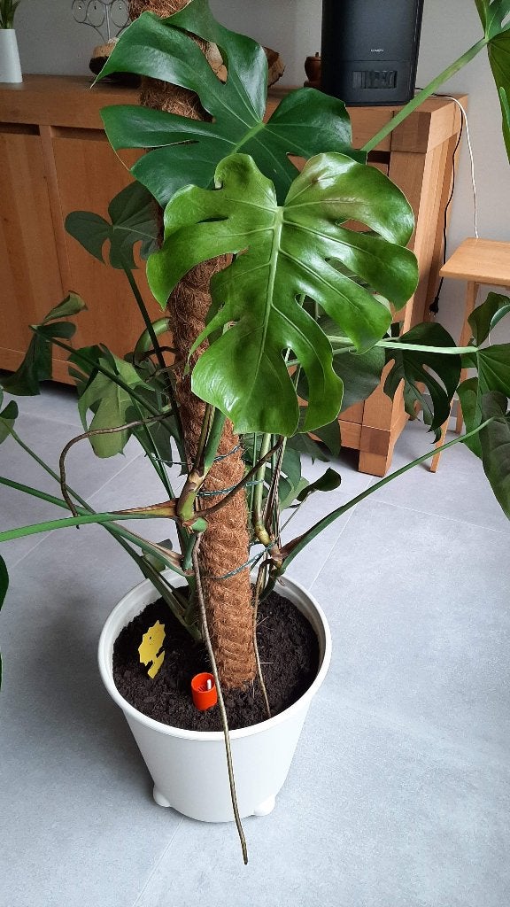 Plant Monstera Deliciosa - Gatenplant  XL, Ophalen