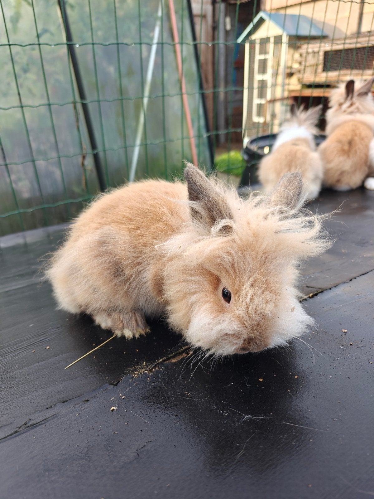 Jonge handtamme dwergkonijntjes leeuwenkopjes, Animaux & Accessoires, Plusieurs animaux, Nain, 0 à 2 ans