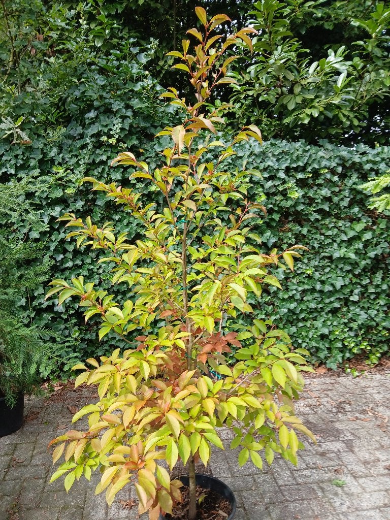 stewartia, Tuin en Terras, Planten | Bomen, Ophalen, In pot, Overige soorten, 100 tot 250 cm