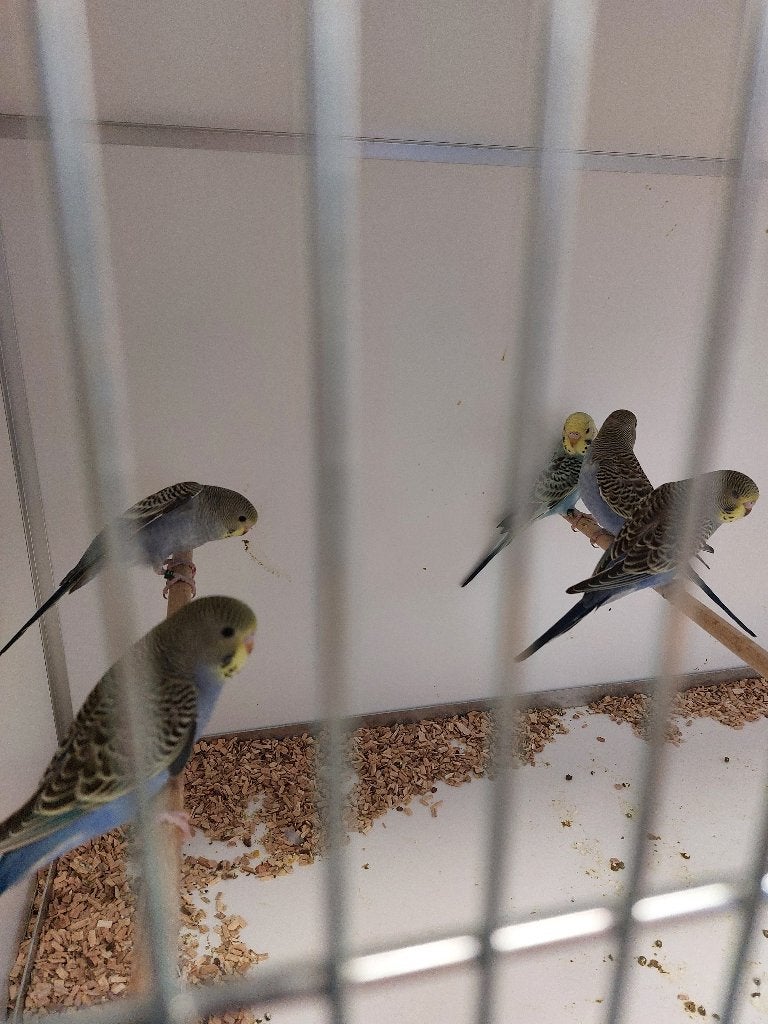Vogels, Dieren en Toebehoren, Vogels | Parkieten en Papegaaien, Meerdere dieren, Parkiet, Geringd