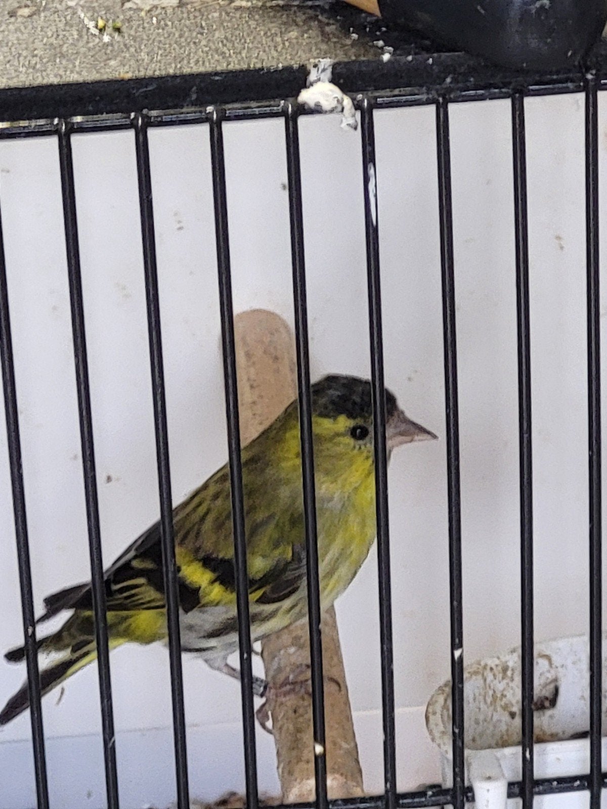 sijsman wildkleur goede kweekvogel 2025, Dieren en Toebehoren, Mannelijk, Wildzangvogel, Geringd