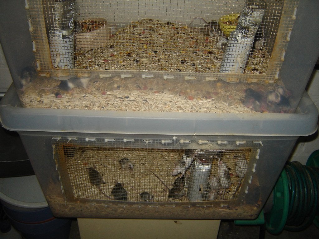 voeder muizen, Januari, Meerdere dieren, Muis