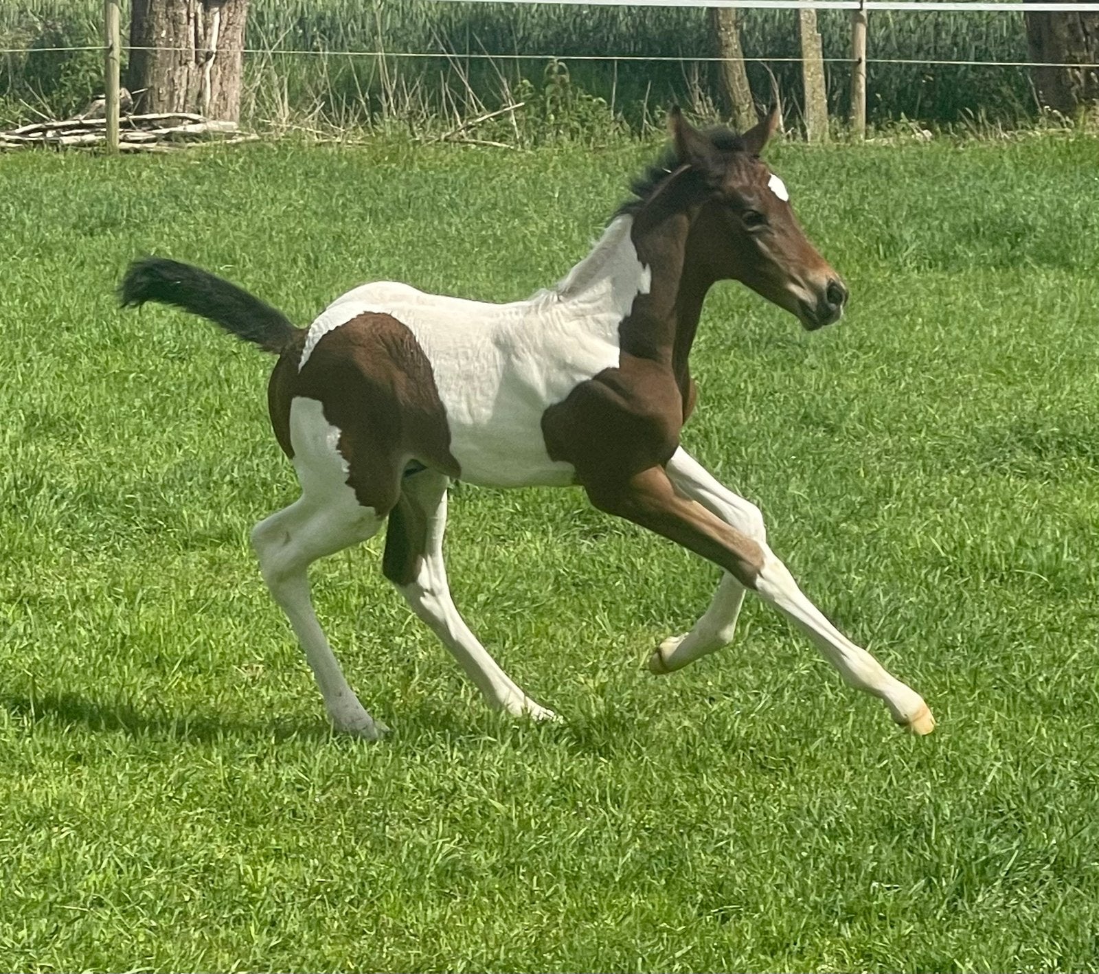 Pouliche BWP impressionnante, Animaux & Accessoires, Chevaux, Ne s'applique pas, 0 à 2 ans, Cheval de saut, Avec pedigree