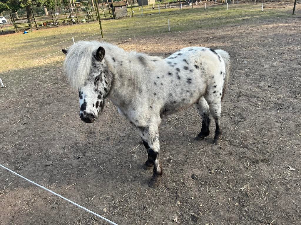 Nmprs appaloosa hengst ter dekking., Dieren en Toebehoren, Met stamboom, Niet van toepassing, Hengst, A pony (tot 1.17m)