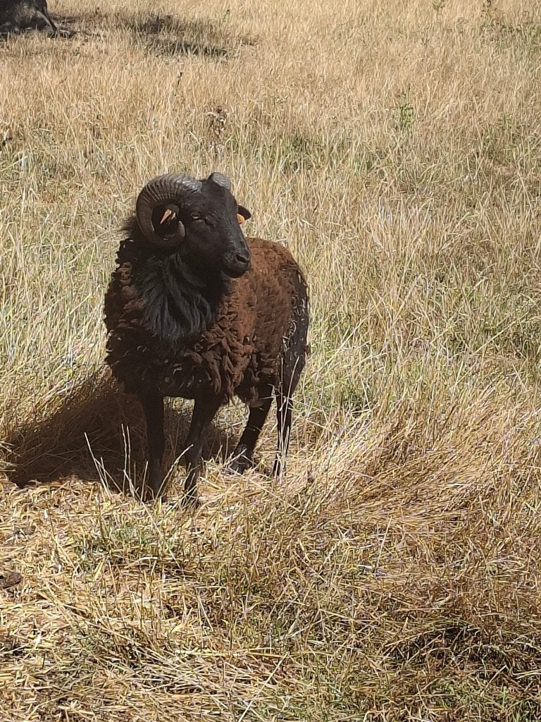 Soay schaap ram, Mâle, Mouton, 0 à 2 ans