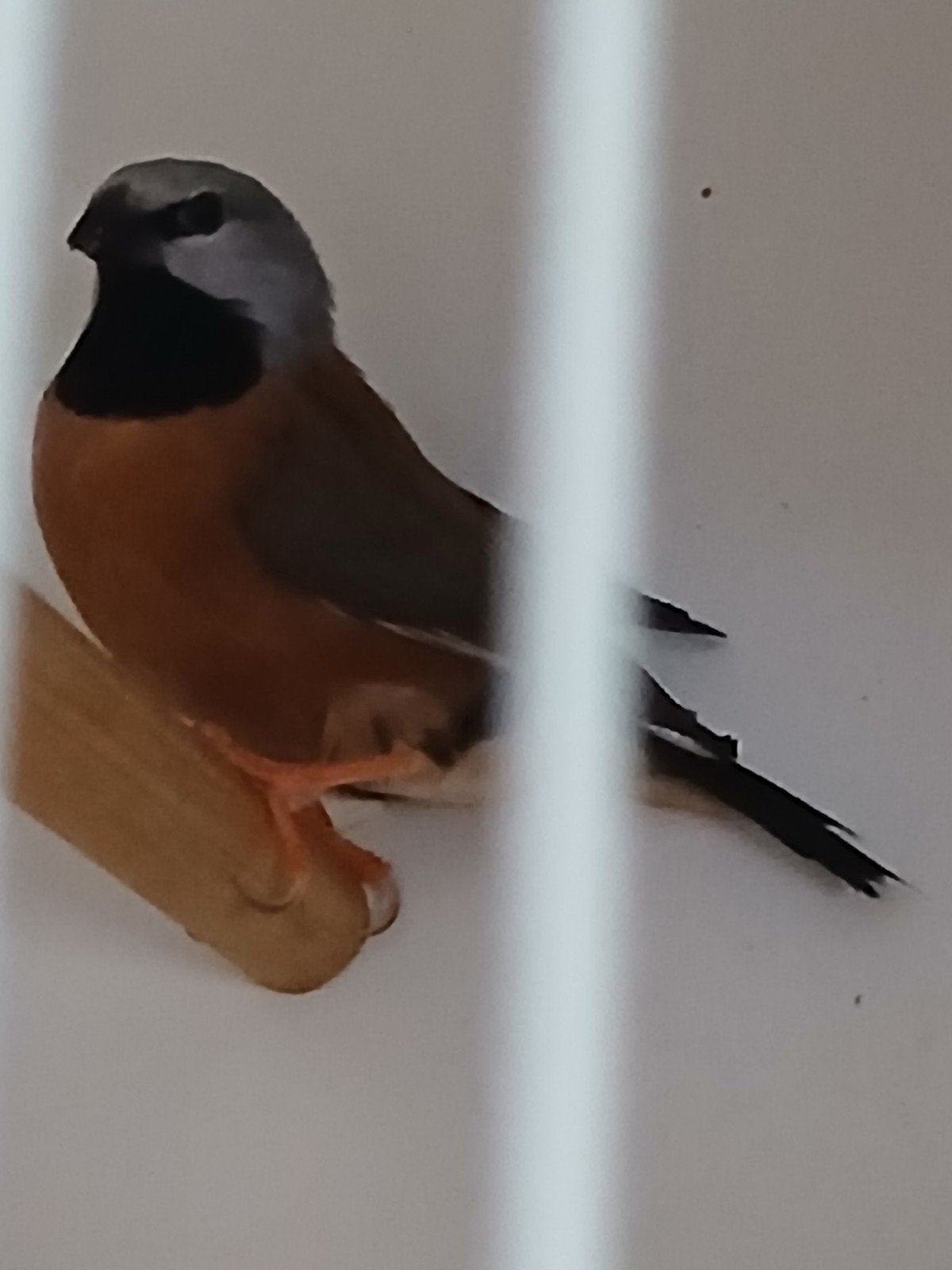 Gordelgrasvinken koppel, Dieren en Toebehoren, Meerdere dieren, Tropenvogel