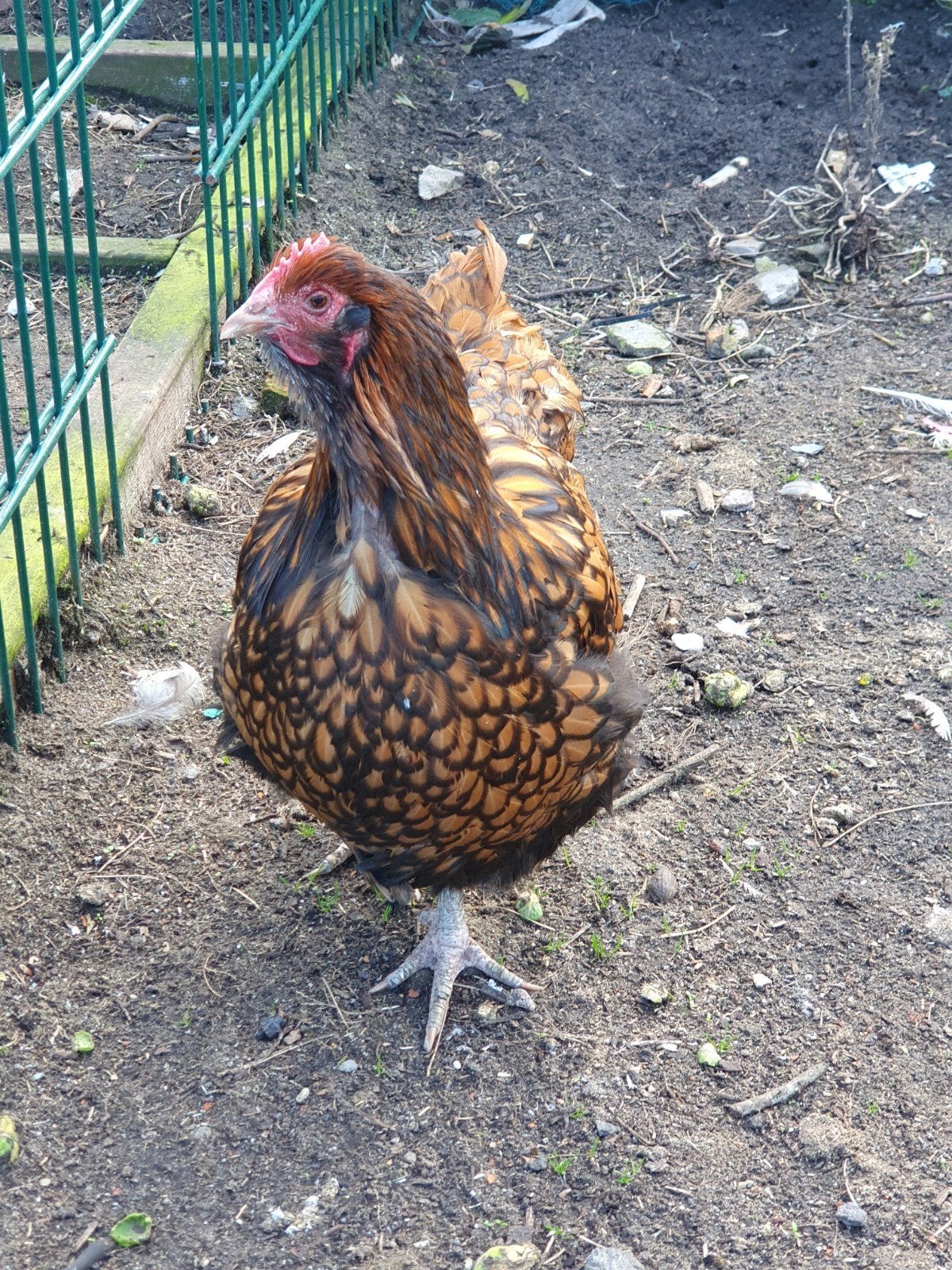 kippen, Femelle, Poule ou poulet