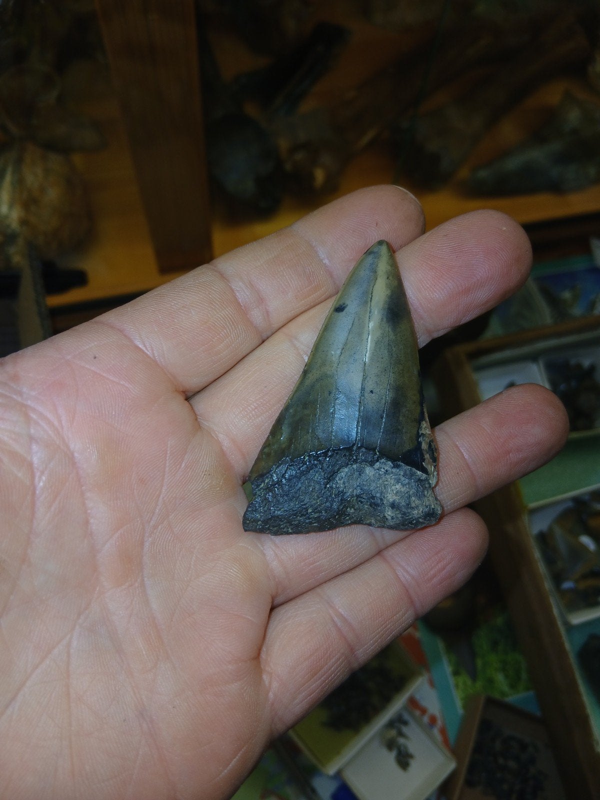 Fossiele haaietand isurus hastalis, Ophalen of Verzenden