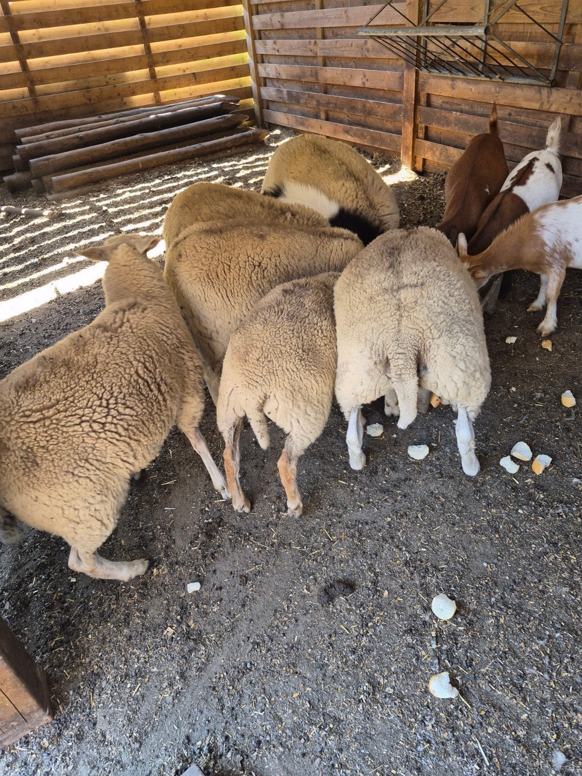 mooie vleesschapen ooien ingeënt blauwtong en ontwormd